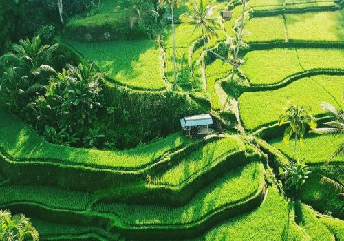 rice-field.jpg rice-field.jpg